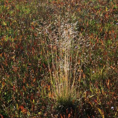 Agrostis scabra (Ticklegrass)