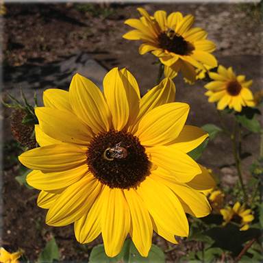 Helianthus annuus (Annual Sunflower)