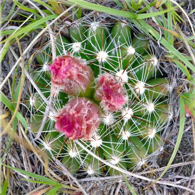 Escobaria vivipara (Ball Cactus)