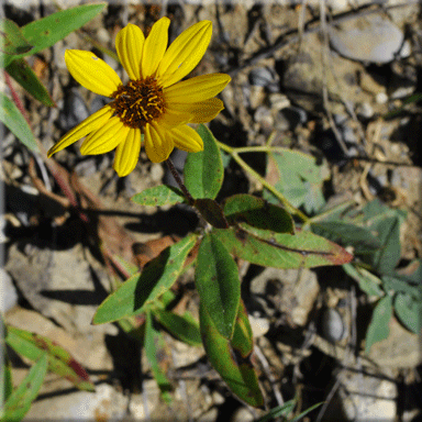 Helianthus pauciflorus sub sp. subrhomboideus (Beautiful Sunflower)