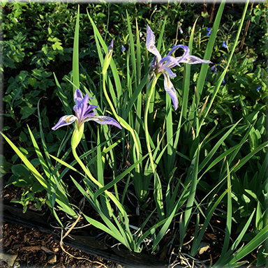 Iris missouriensis  (Blue Flag Iris)