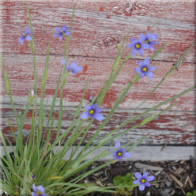 Sisyrinchium montanum (Blue Eyed Grass)
