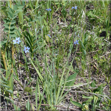 Sisyrinchium montanum (Blue Eyed Grass)