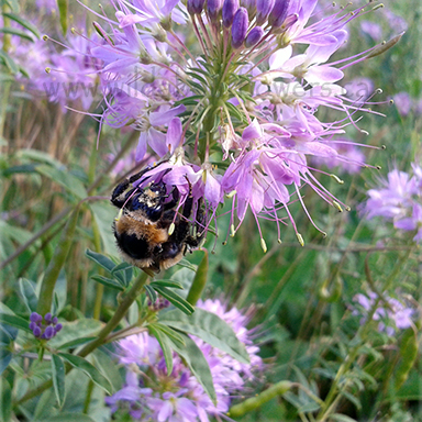 Peritoma serralata (Rocky Mountain Bee Plant)