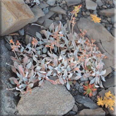 Eriogonum androsaceum (Rockjasmine Buckwheat)
