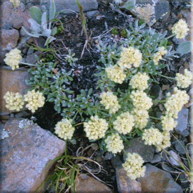 Eriogonum androsaceum (Rockjasmine Buckwheat)