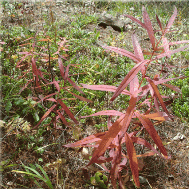 Chamaenerion angustifolium (Fireweed)