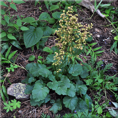 Heuchera richardsonii (Richardsons Alumroot)