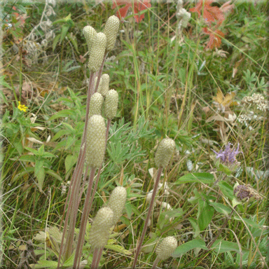Anemone cylindrica (Long-Headed Anemone)