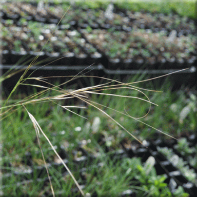 Hesperostipa comata (Needle & Thread Grass)