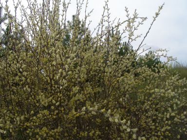 Salix bebbiana (Bebb Willow)