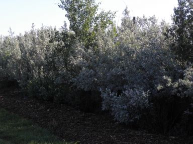 Elaeagnus commutata (Silverberry)