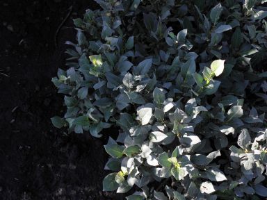 Salix barrattiana (Barrett Willow)