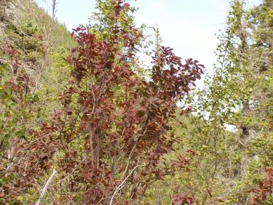 Amelancheir alnifolia (Saskatoon)