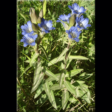 Gentiana affinis (Pleated Gentian)