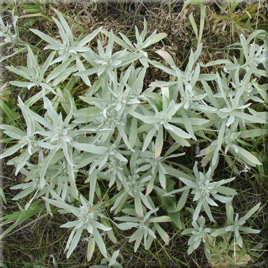 Artemisia ludoviciana  (Prairie Sagewort)