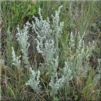 Artemisia frigida (Pasture Sagewort)