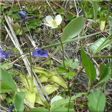Anemone parviflora  (Small-Wood Anemone)