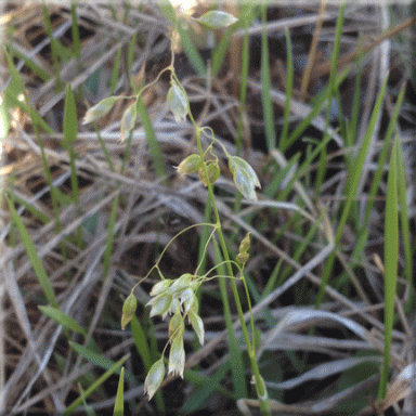 Anthoxanthum nitens (Sweet Grass)