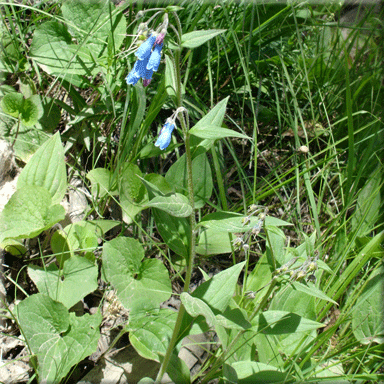 Mertensia paniculata (Tall Bluebells)