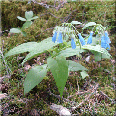 Mertensia paniculata (Tall Bluebells)