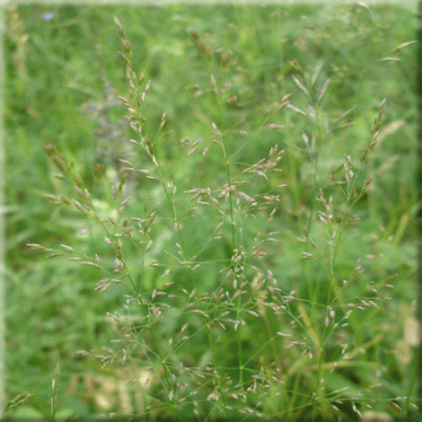 Agrostis scabra (Ticklegrass)