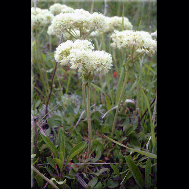 Eriogonum umbellatum (Sulpher Buckwheat)