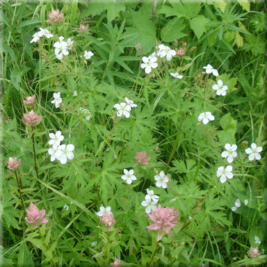Geranium richardsonii (White Geranium)