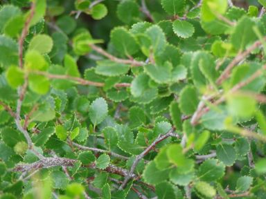 Betula glandulosa (Dwarf Birch)