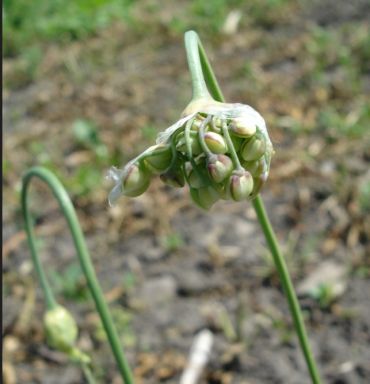 Allium cernuum (Nodding Onion)