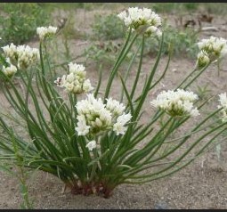 Allium textile (Prairie Onion )