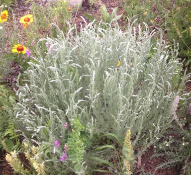 Artemisia frigida (Pasture Sagewort)