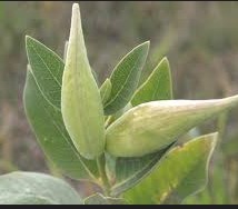 Asclepias ovalifolia (Low Milkweed)