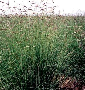 Bouteloua gracilis (Blue Grama Grass)