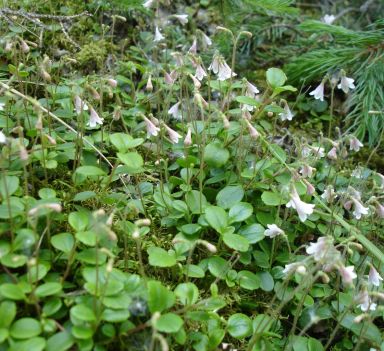 Linnaea borealis (Twinflower)