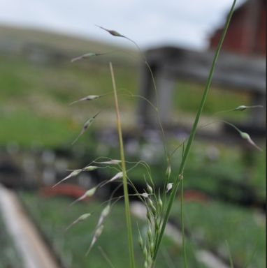 Oryzopsis hymenoides (Indian Rice Grass)