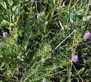 Dalea purpurea (Purple Prairie Clover)