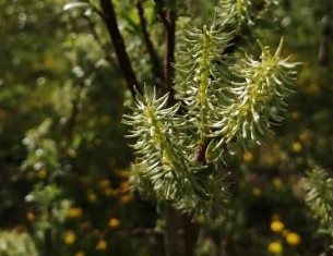 Salix bebbiana (Bebb Willow)
