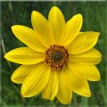 Common Tall Sunflower Bloom