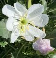 Stemless White Evening Primrose 1