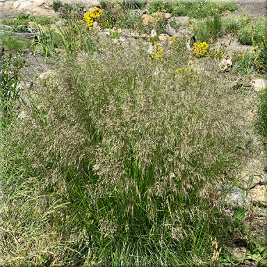 Deschampsia caespitosa (Tufted Hairgrass)