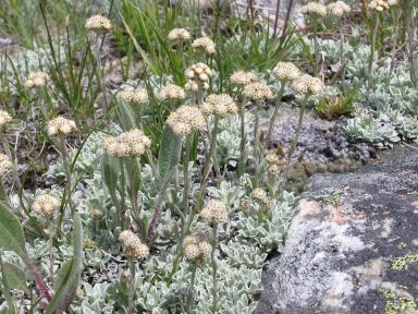 Antennaria alpina (Alpine Pussytoes)