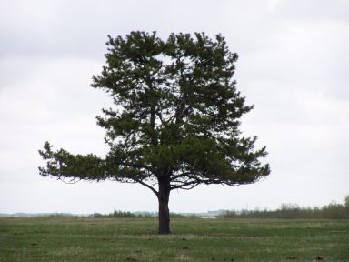 Pinus contorta (Lodgepole Pine)