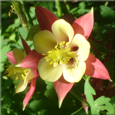 WILDFLOWER SEEDS - Aquilegia formosa (Red Columbine) Wild Flower Seeds & Plants: Wild About Flowers, Alberta, Canada