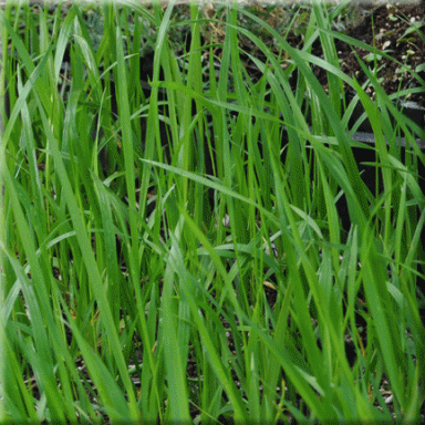 WILDFLOWER SEEDS - Anthoxanthum nitens (Sweet Grass) Wild Flower Seeds &  Plants: Wild About Flowers, Alberta, Canada